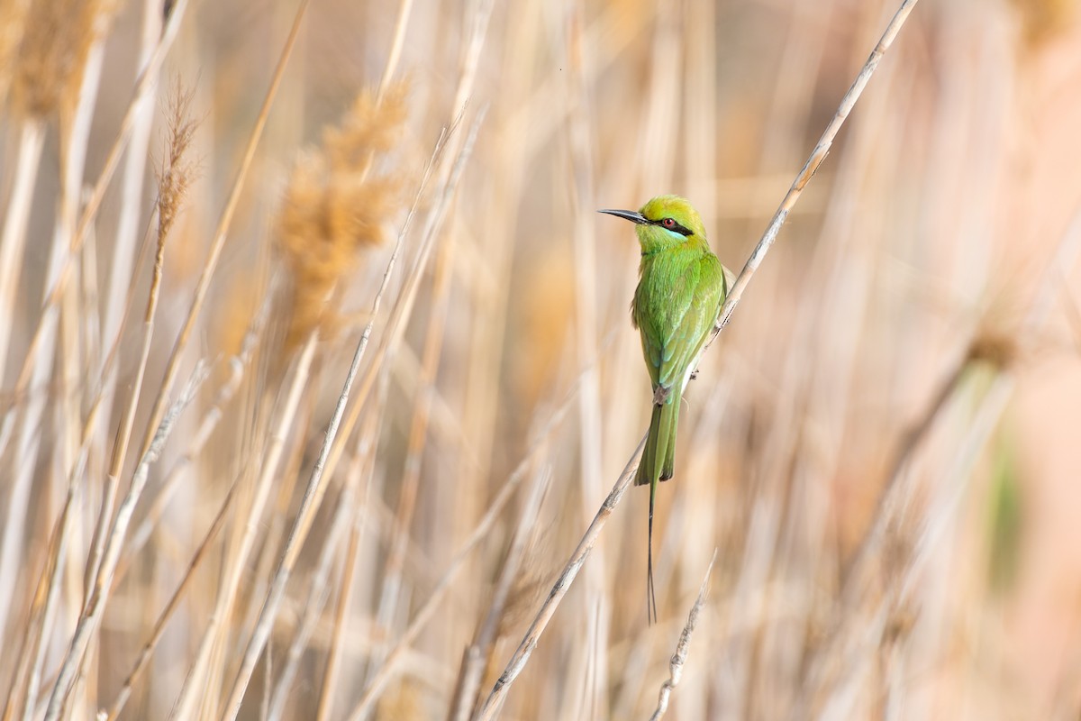 African Green Bee-eater - ML653569979