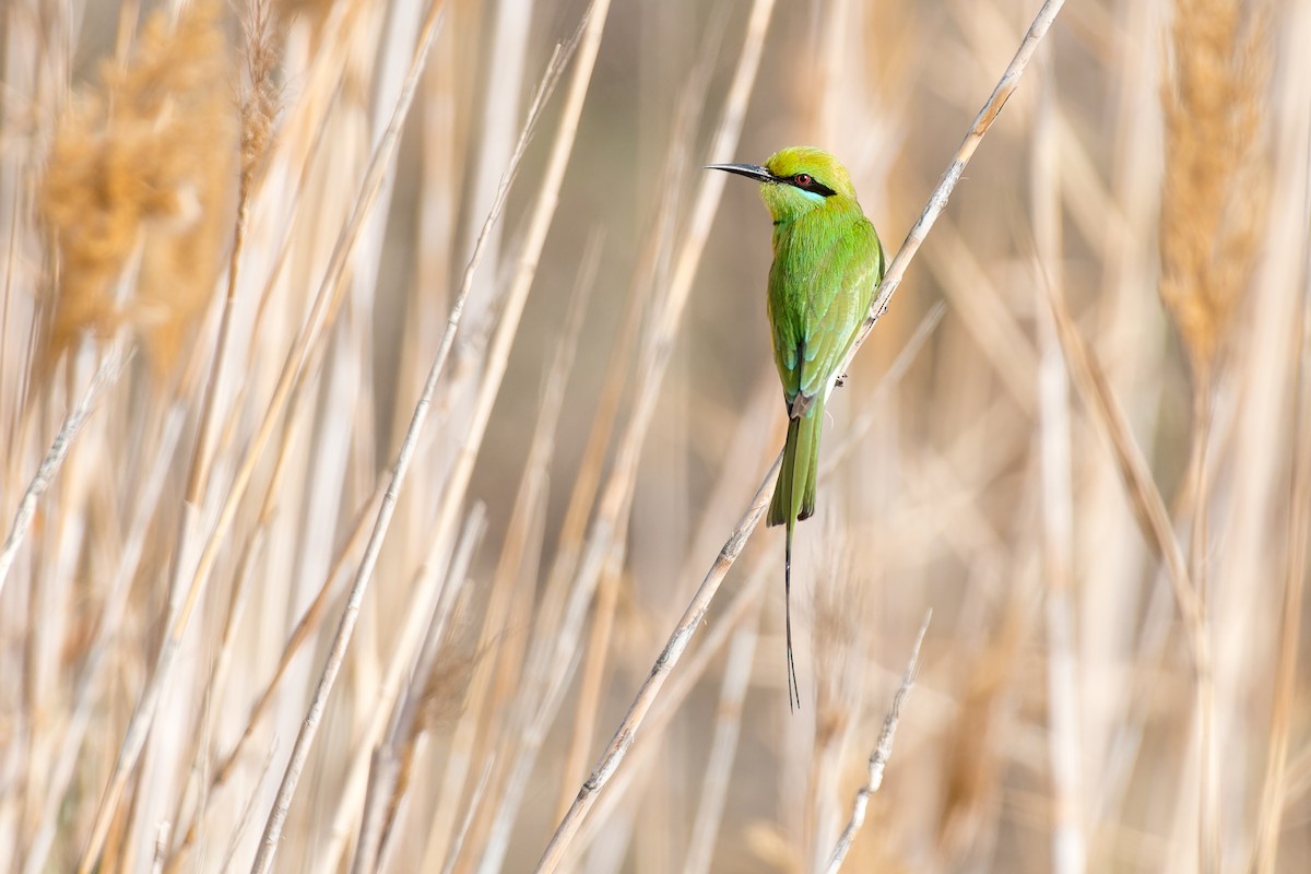 African Green Bee-eater - ML653569980