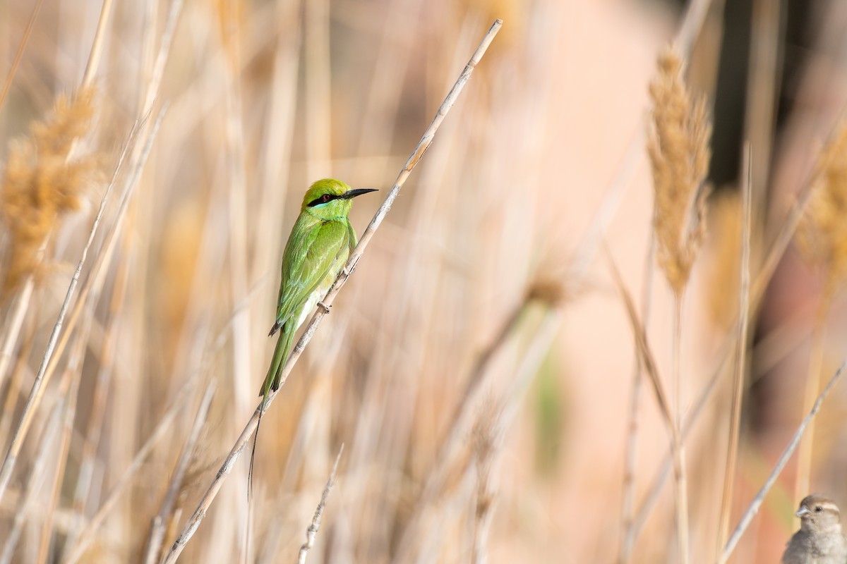 African Green Bee-eater - ML653569981