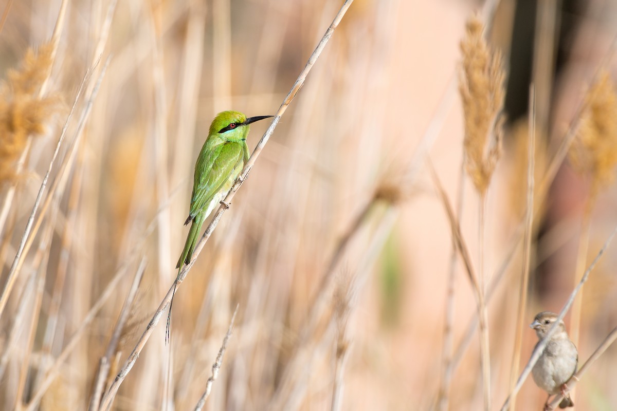 African Green Bee-eater - ML653569982