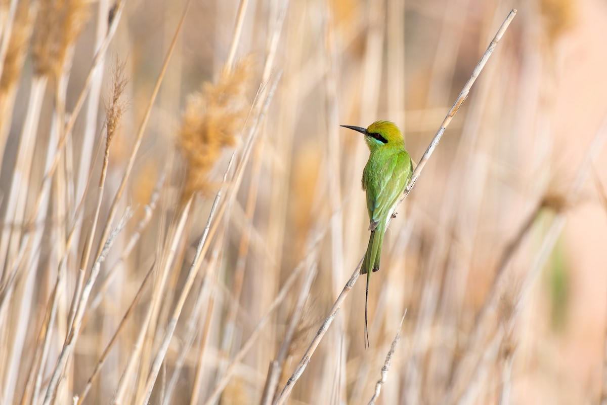 African Green Bee-eater - ML653569983