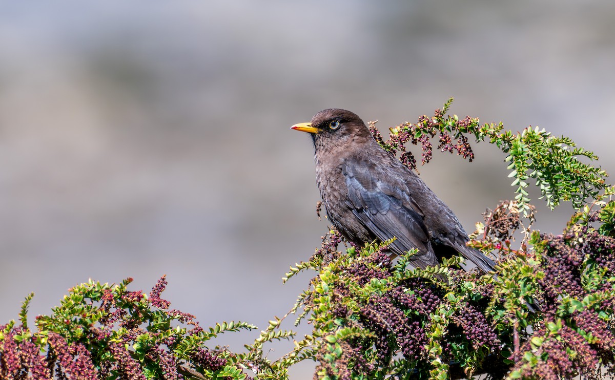 Sooty Thrush - ML653571087