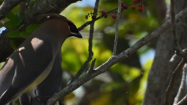 Cedar Waxwing - ML653571224