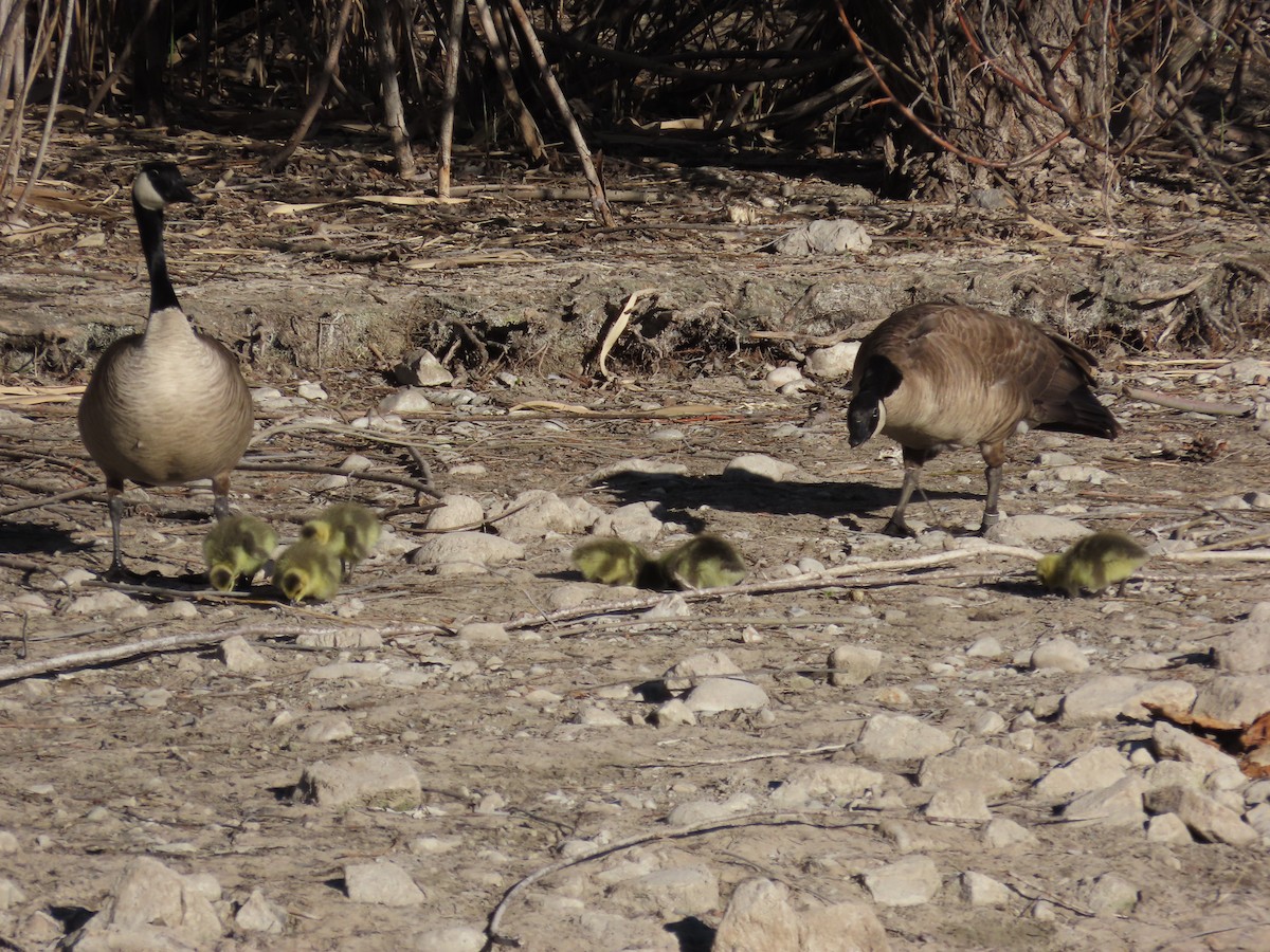 Canada Goose (moffitti/maxima) - ML653571228