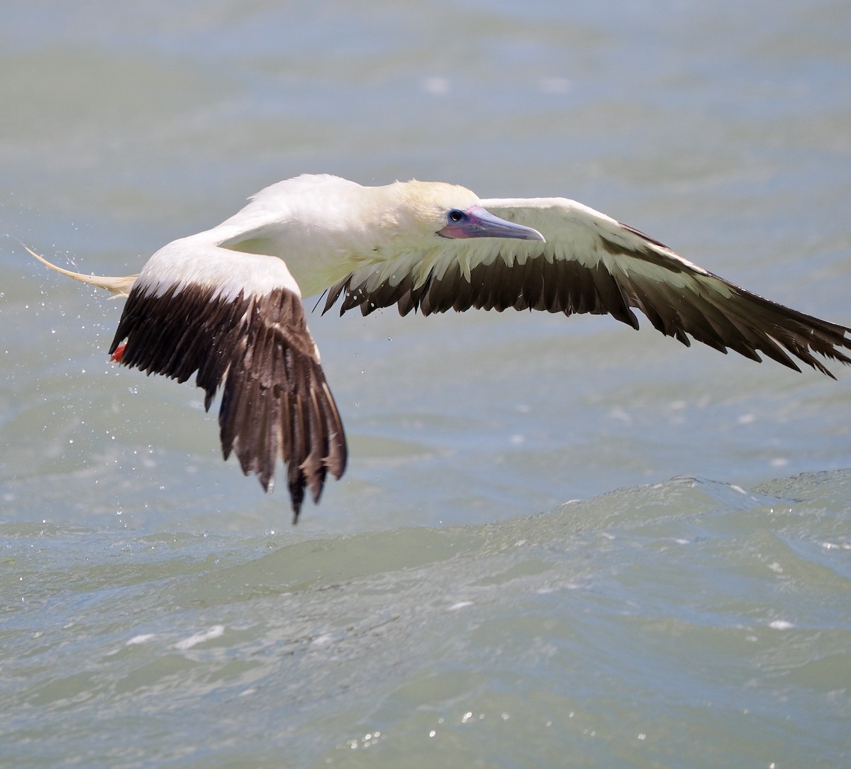 Red-footed Booby - ML653574550