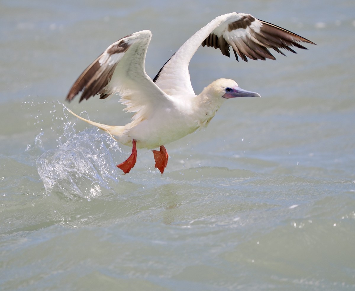 Red-footed Booby - ML653574597