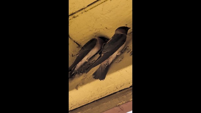 Cliff Swallow - ML653577365