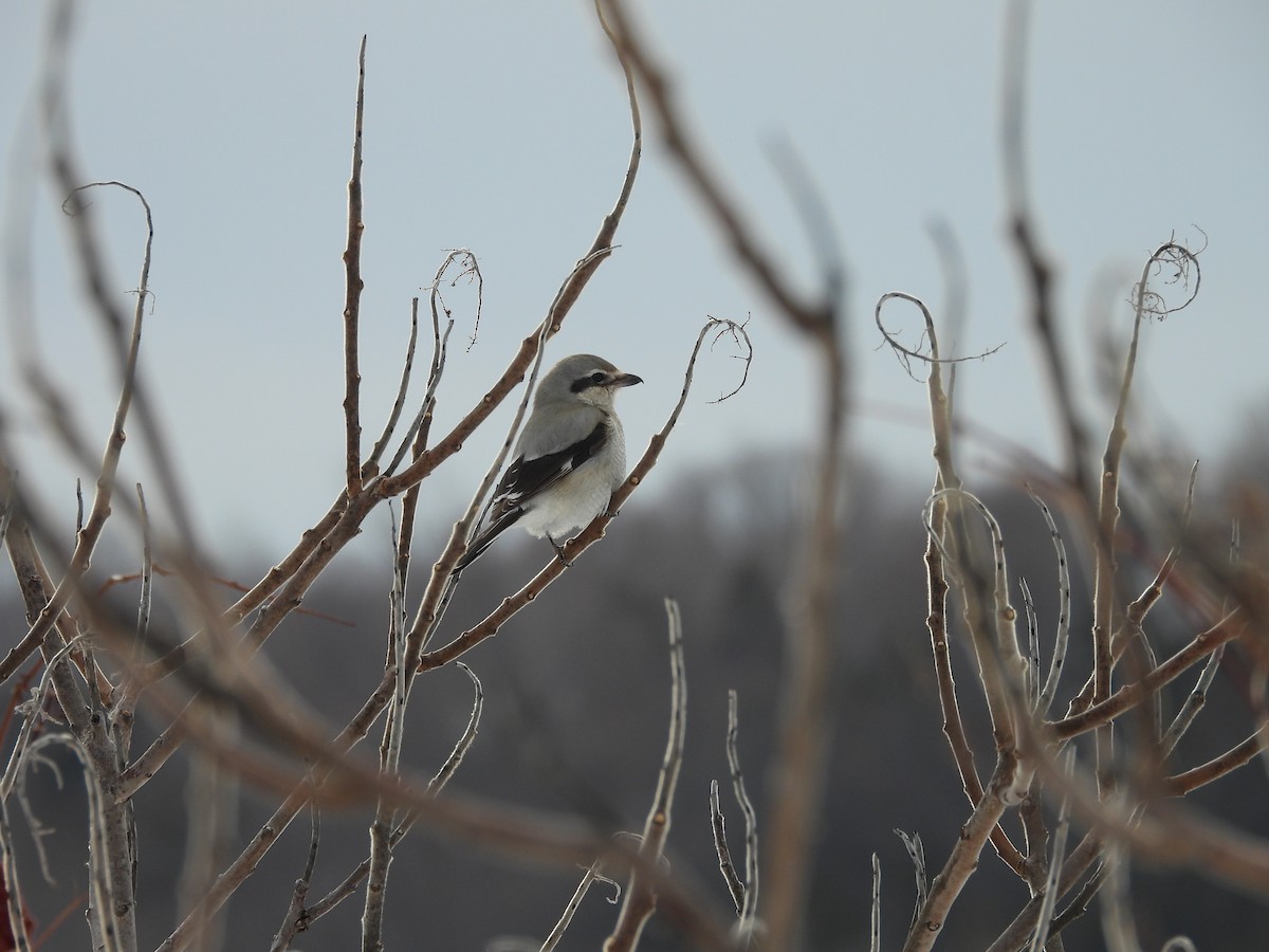 Northern Shrike - ML653577740