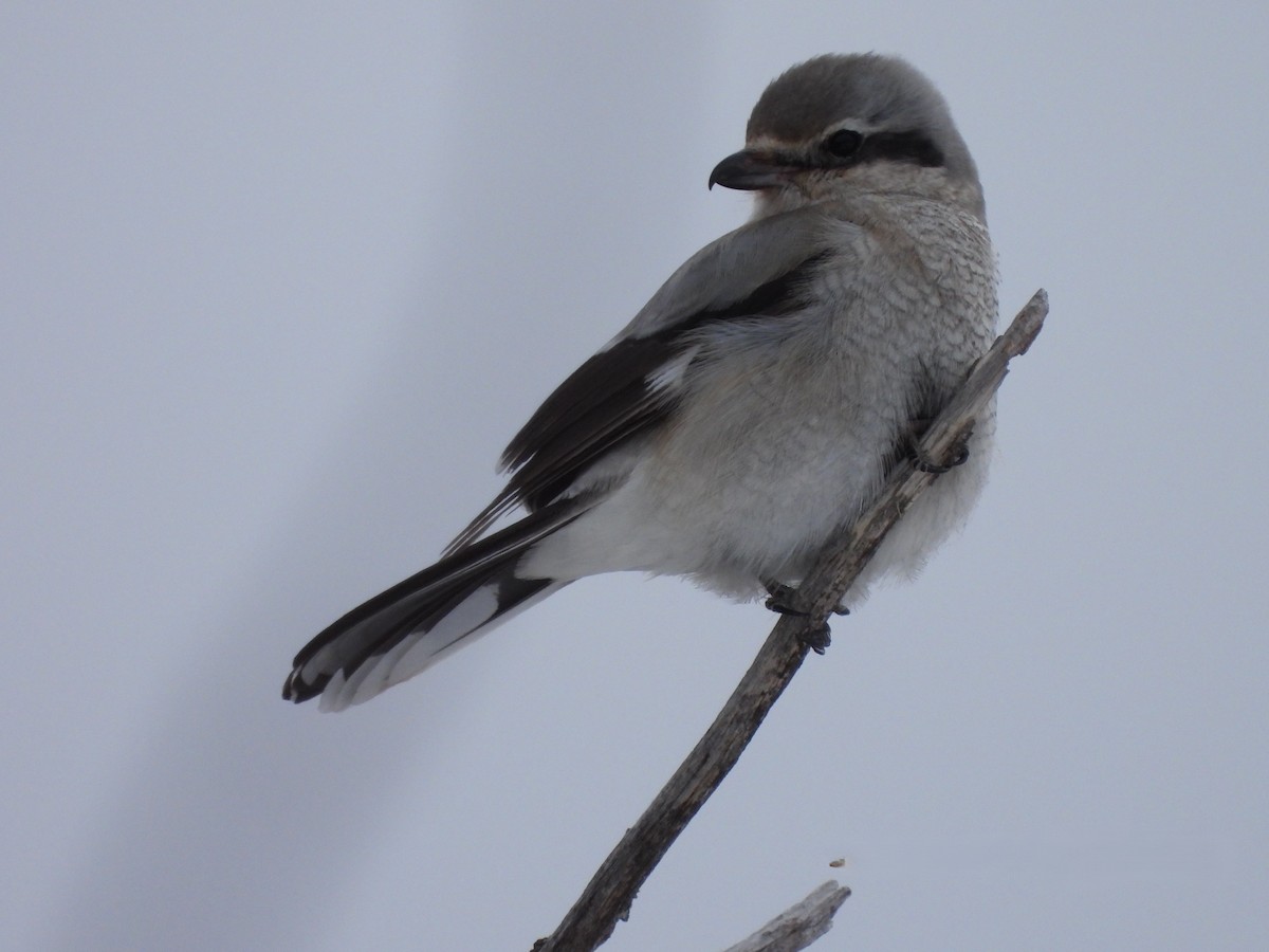 Northern Shrike - ML653577747
