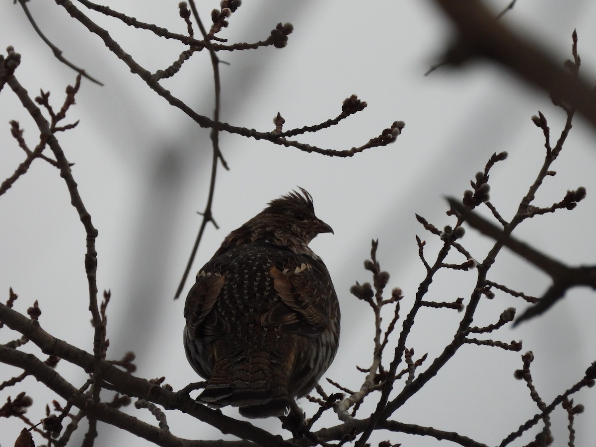 Ruffed Grouse - ML653577796