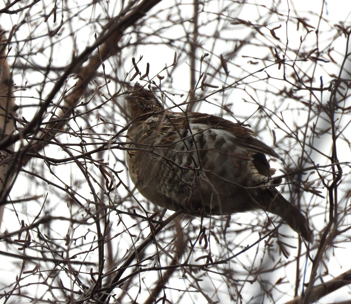 Ruffed Grouse - ML653577836