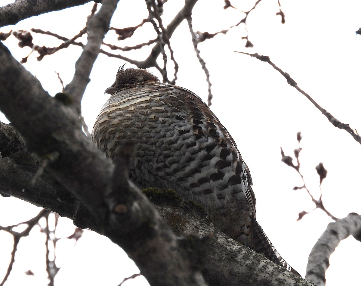 Ruffed Grouse - ML653577844