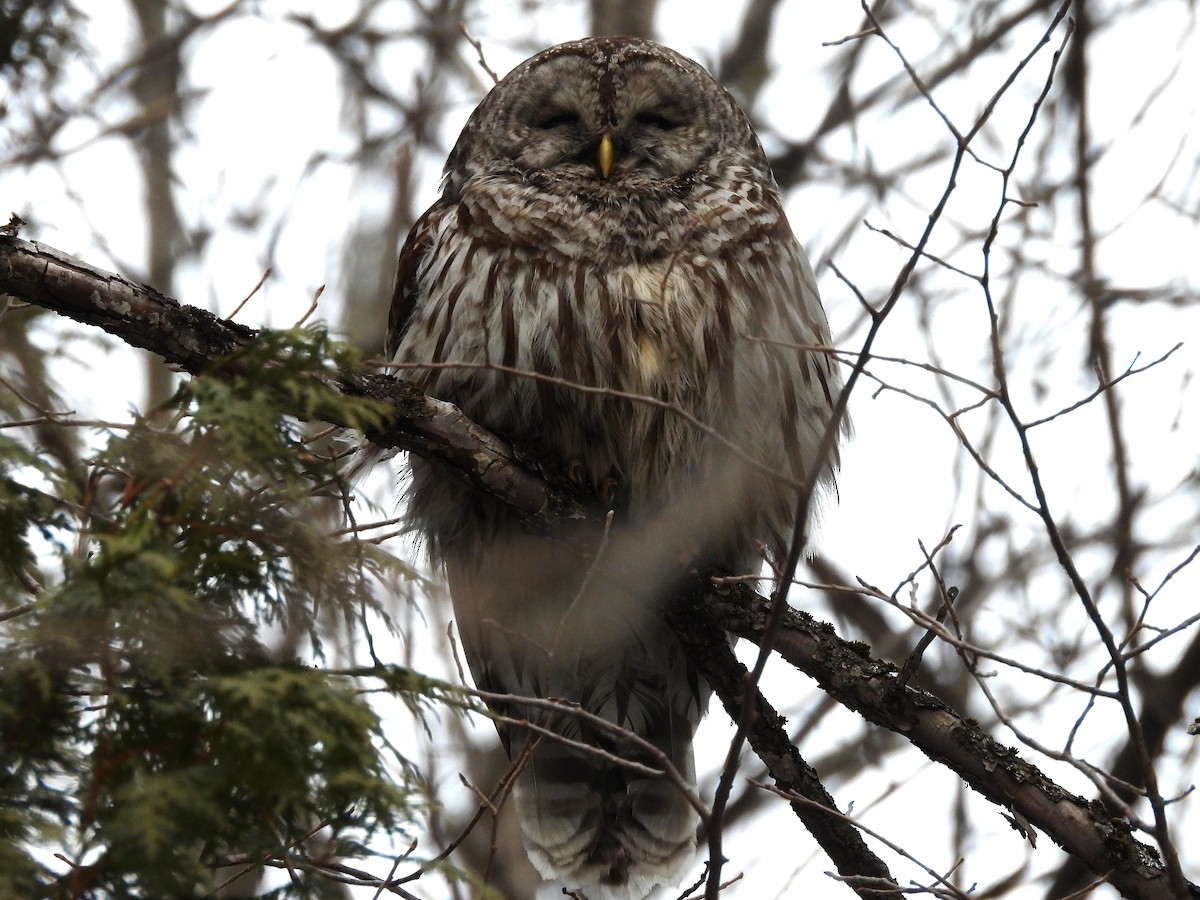 Barred Owl - ML653577854