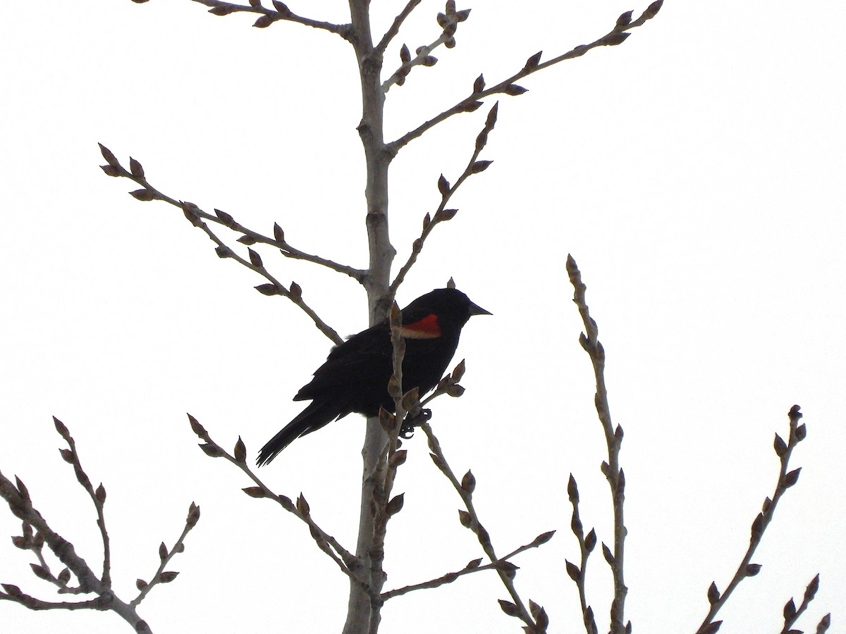 Red-winged Blackbird - ML653577883