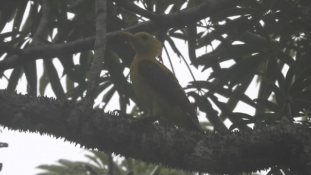 Cream-colored Woodpecker - ML653579258