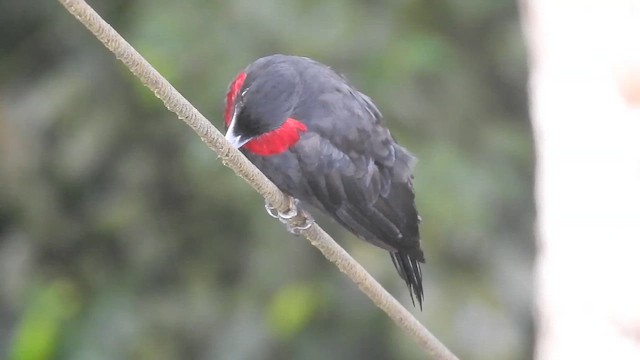 Purple-throated Fruitcrow - ML653579383