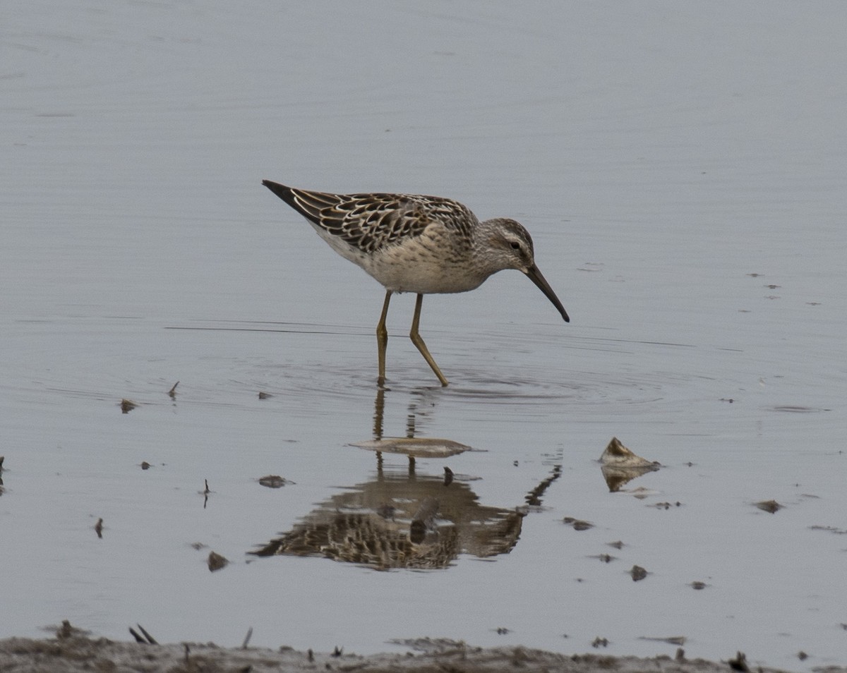 Stilt Sandpiper - John Longhenry