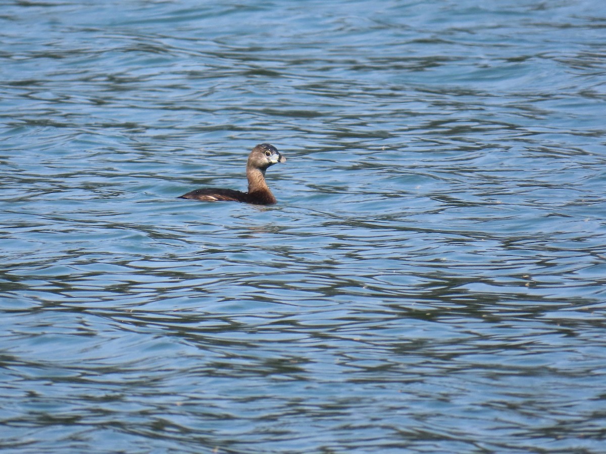 טבלן עקוד-מקור - ML653586404