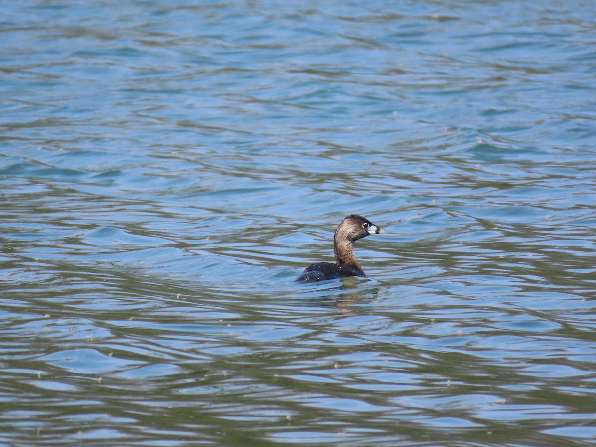 טבלן עקוד-מקור - ML653586419
