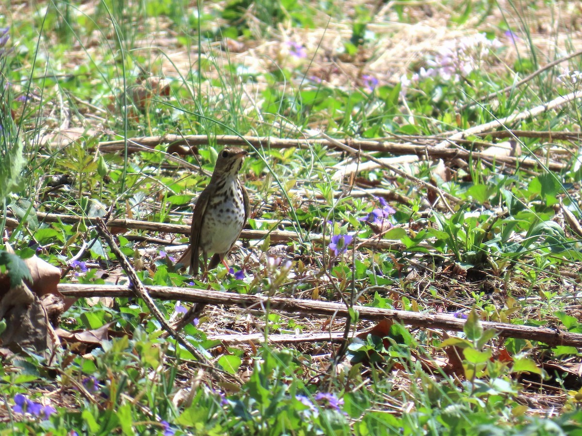 קיכלי חלוד-זנב - ML653586451
