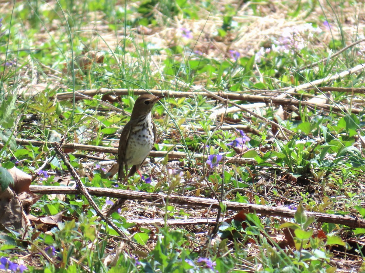 קיכלי חלוד-זנב - ML653586455
