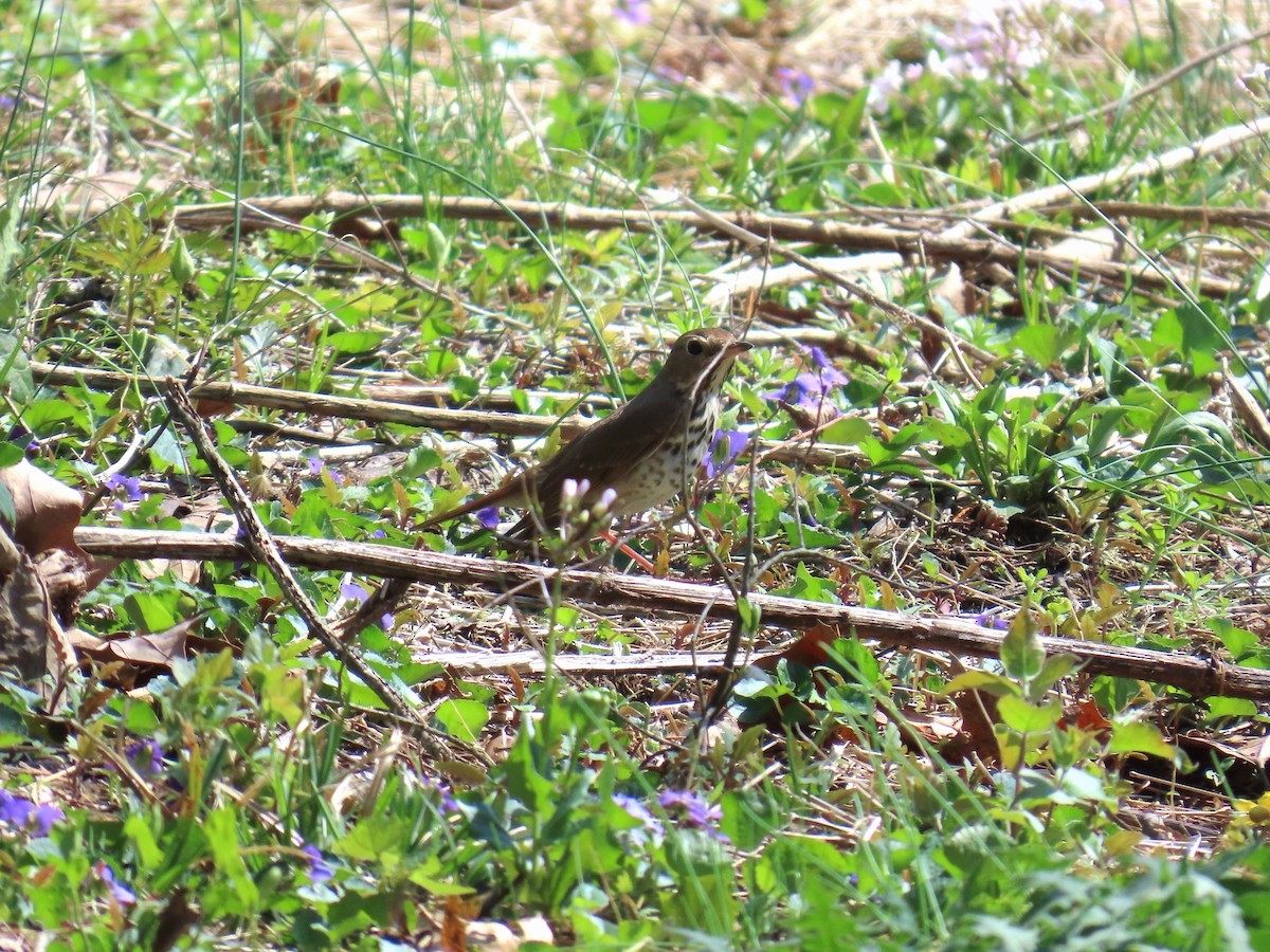 קיכלי חלוד-זנב - ML653586466