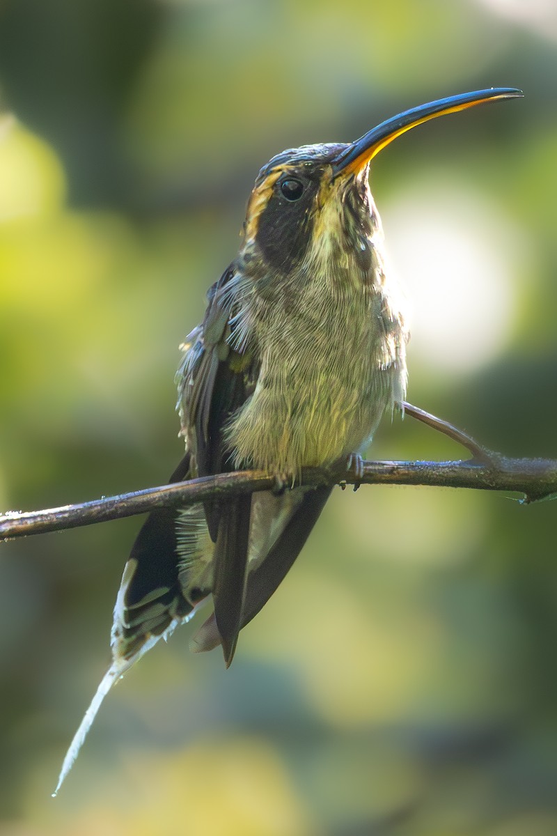 eBird Checklist - 16 Feb 2026 - Aiuruoca—Vale do Matutu - 53 species