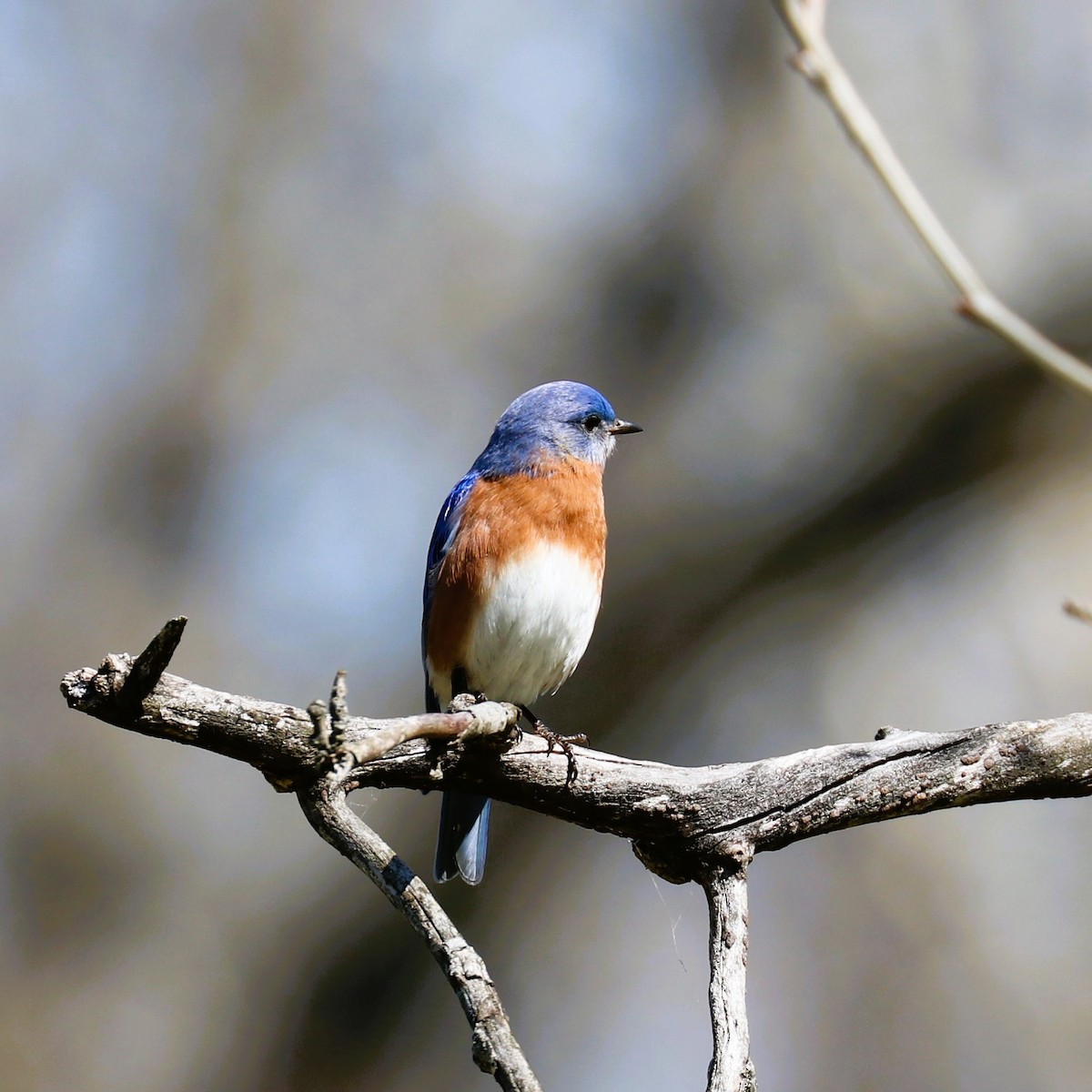 Eastern Bluebird - ML653588876
