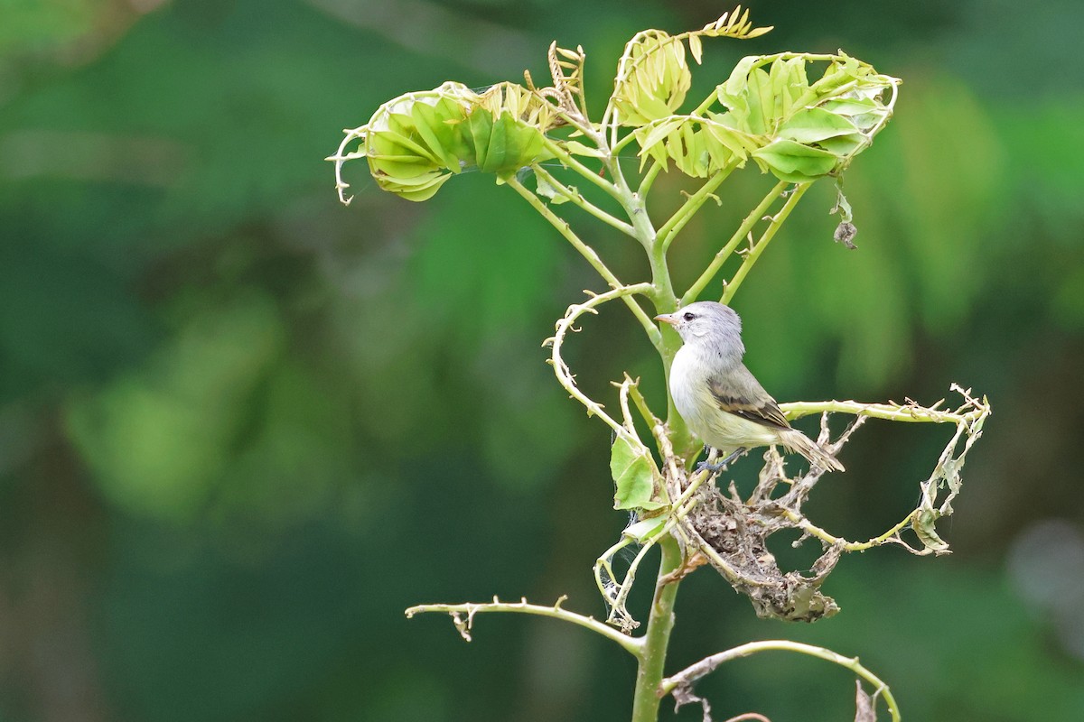 Southern Beardless-Tyrannulet - ML653589657