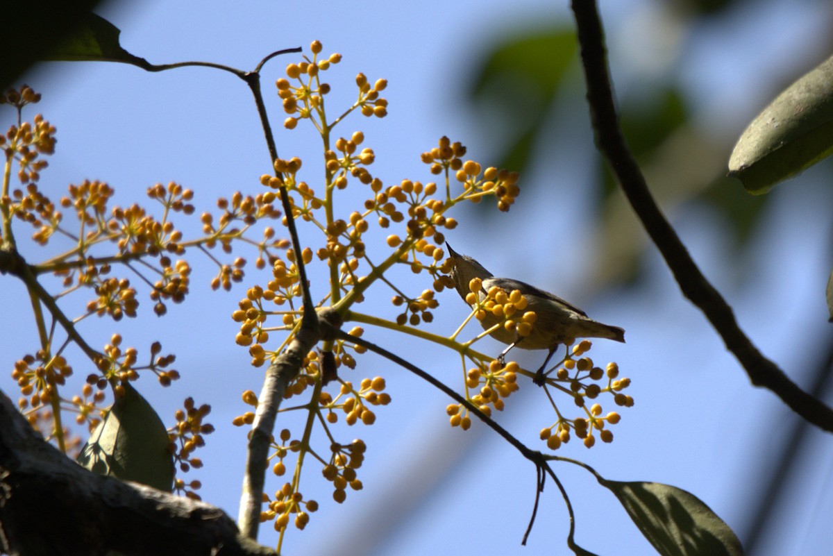 Cambodian Flowerpecker - ML653590407