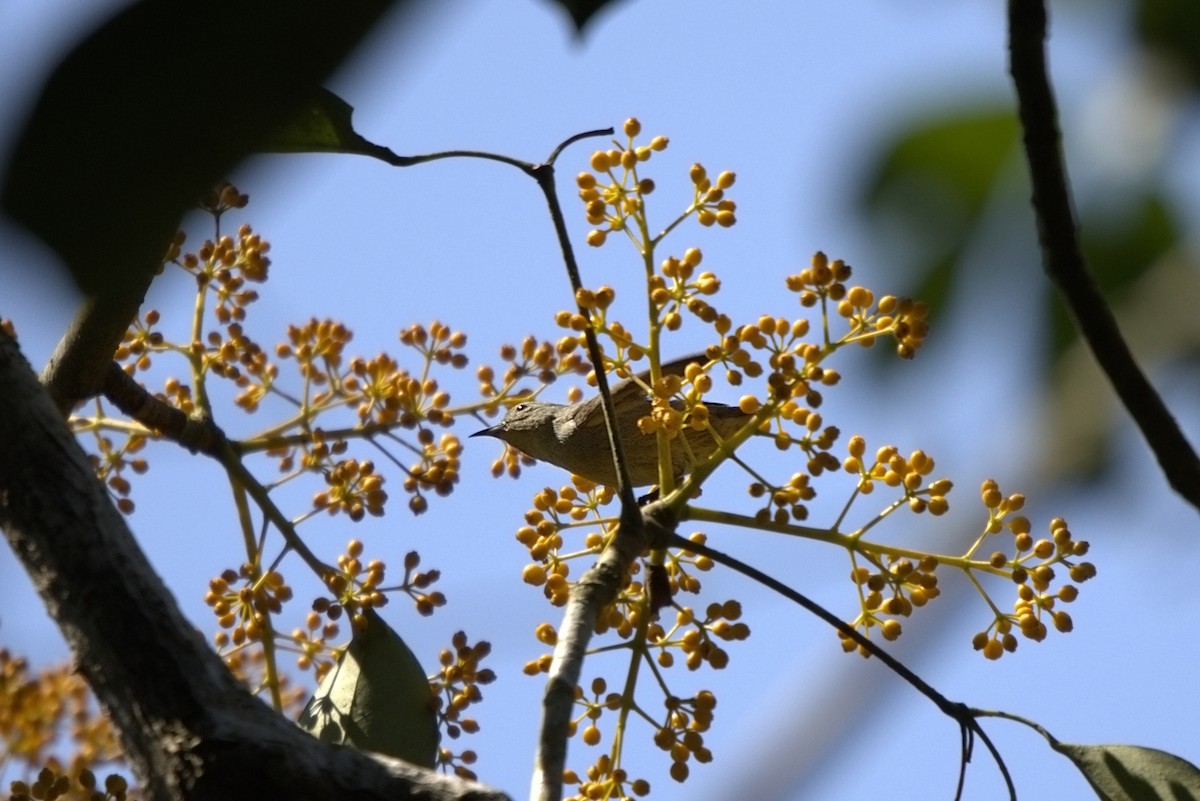 Cambodian Flowerpecker - ML653590408