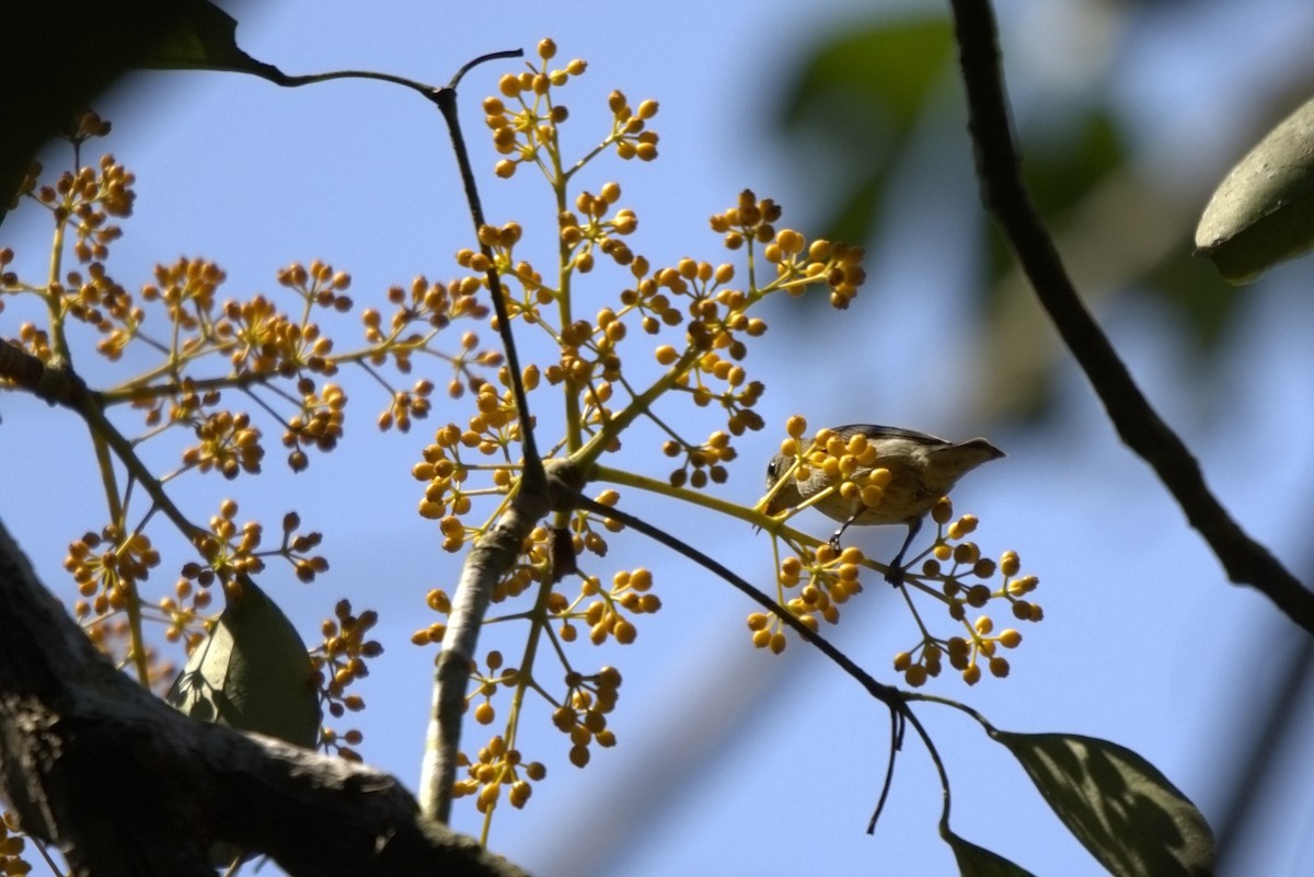 Cambodian Flowerpecker - ML653590409
