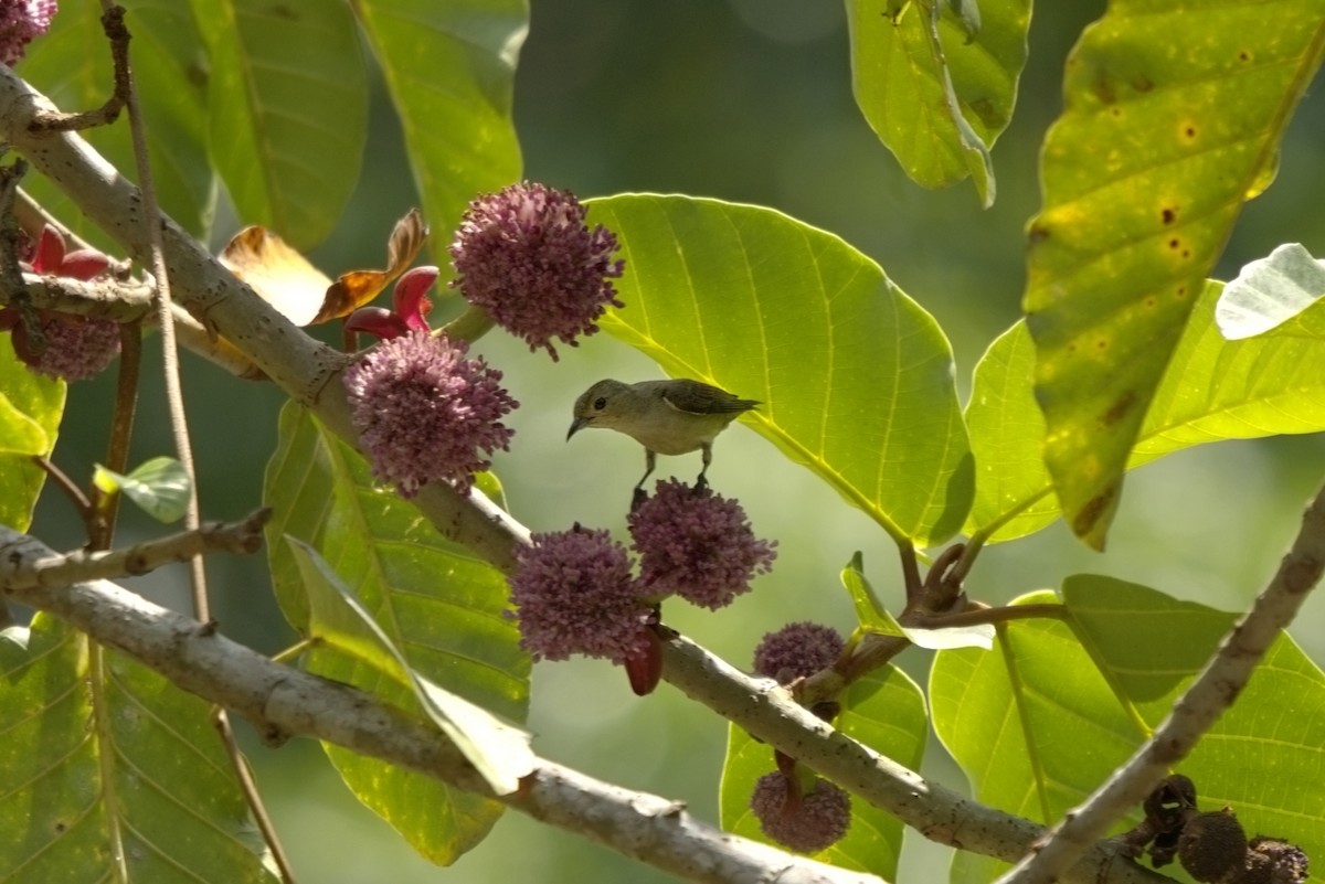 Cambodian Flowerpecker - ML653590984