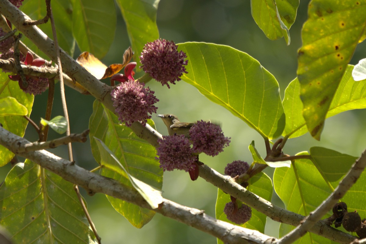 Cambodian Flowerpecker - ML653590985
