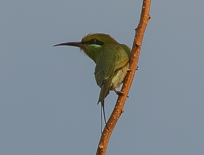 African Green Bee-eater - ML653591737