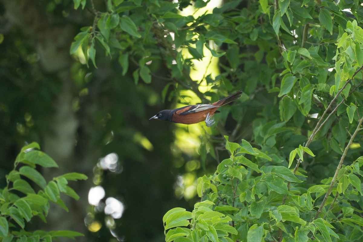 Oriole des vergers - ML653593084
