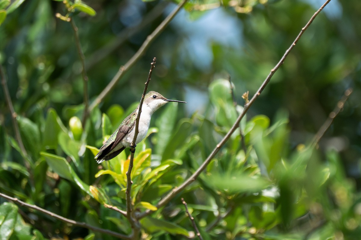 Colibri à gorge rubis - ML653593096