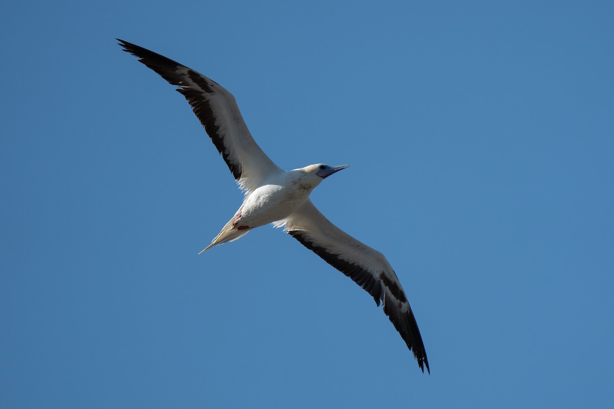 Red-footed Booby - ML653593128