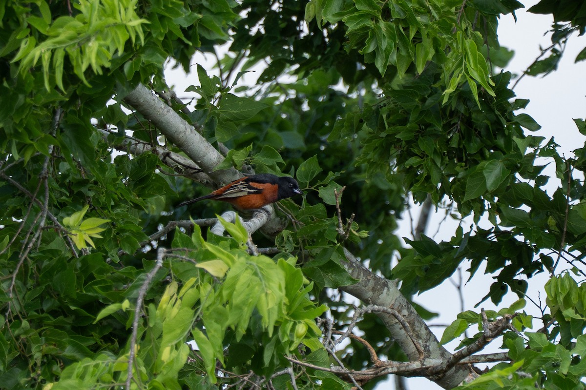 Oriole des vergers - ML653593169
