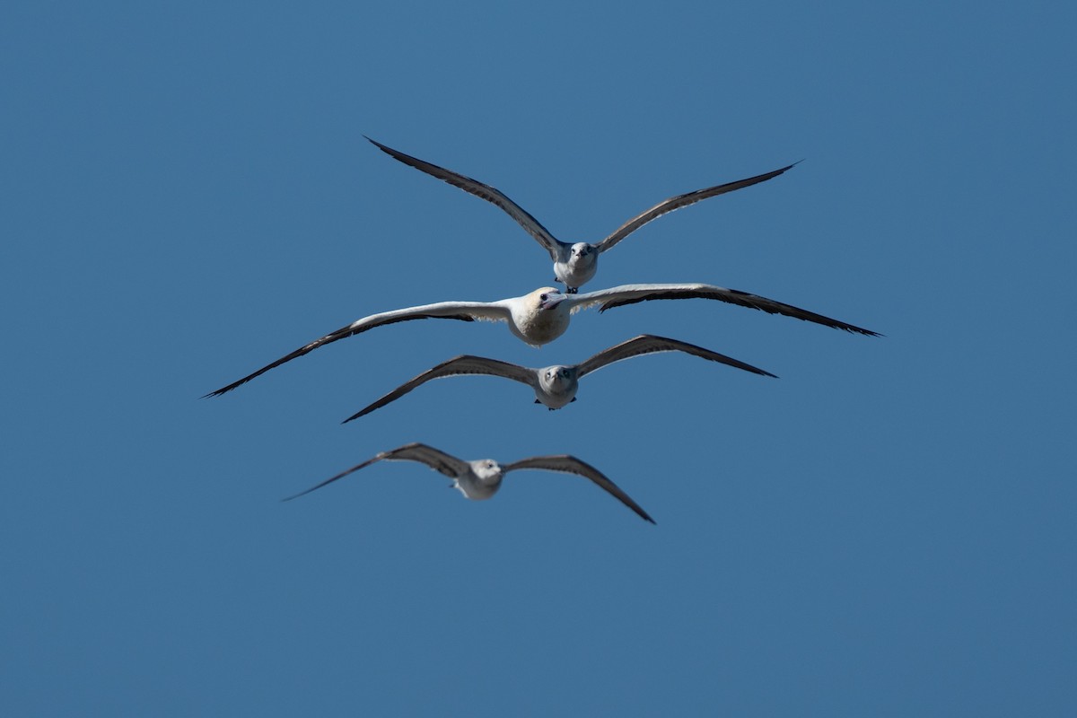 Red-footed Booby - ML653593183