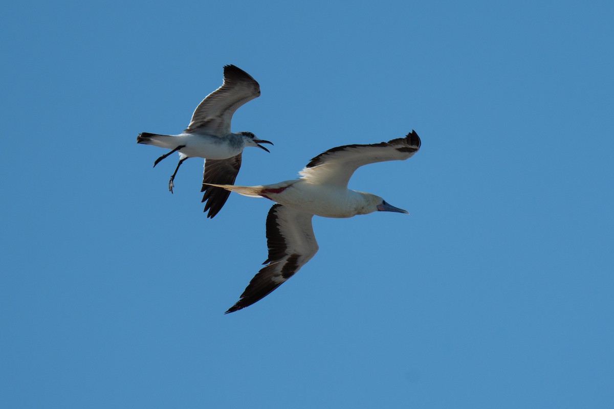 Red-footed Booby - ML653593184