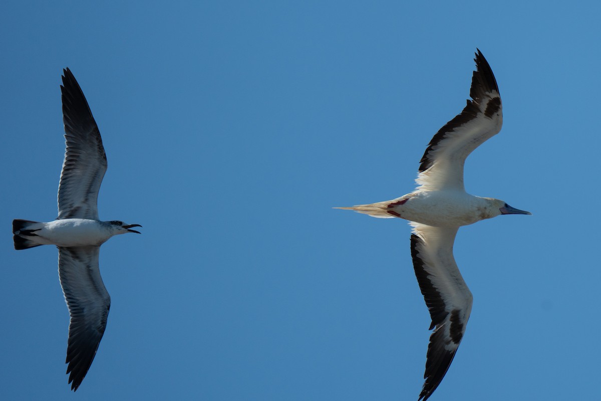 Red-footed Booby - ML653593185