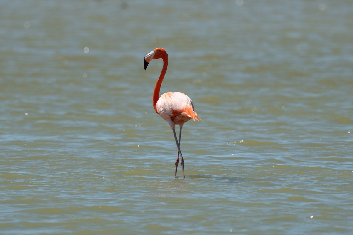 American Flamingo - ML653593365