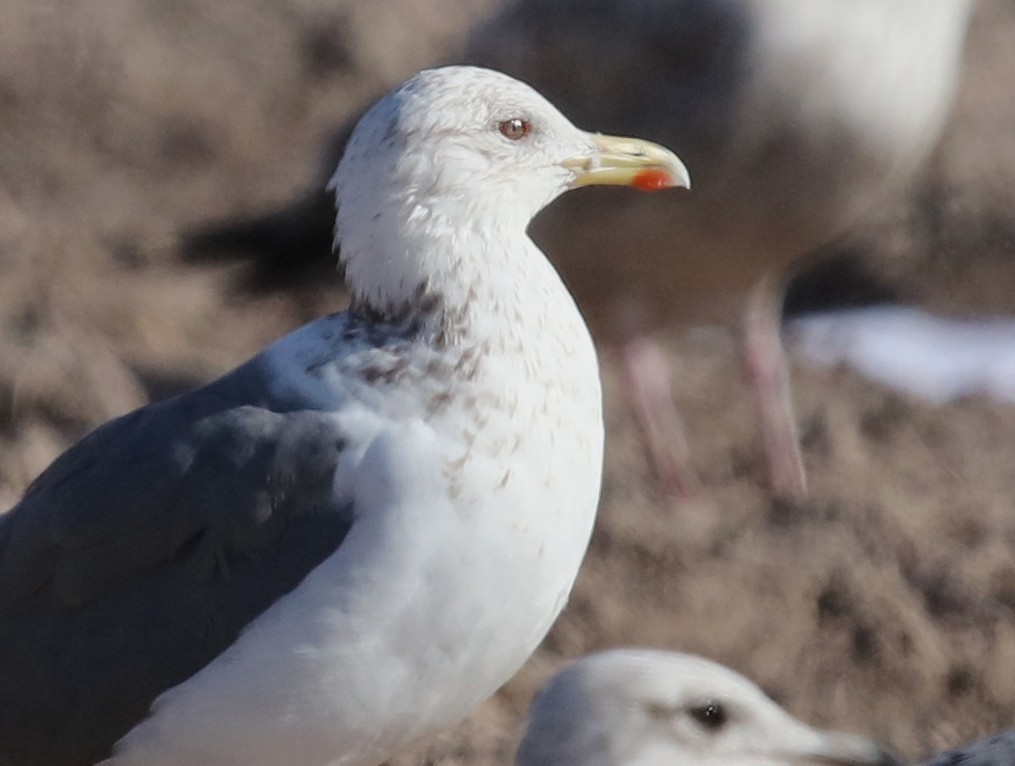 Vega Gull - ML653595062