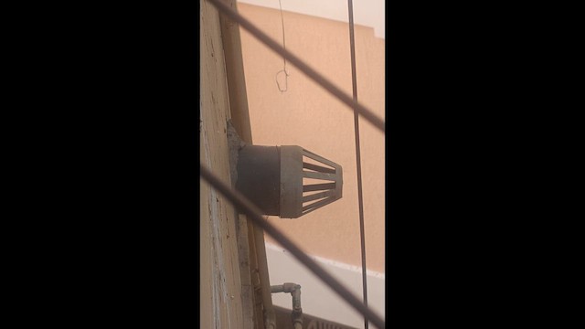 House Sparrow - ML653596103