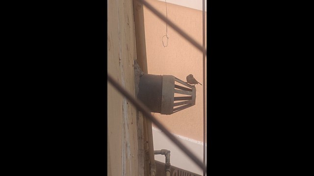 House Sparrow - ML653596106