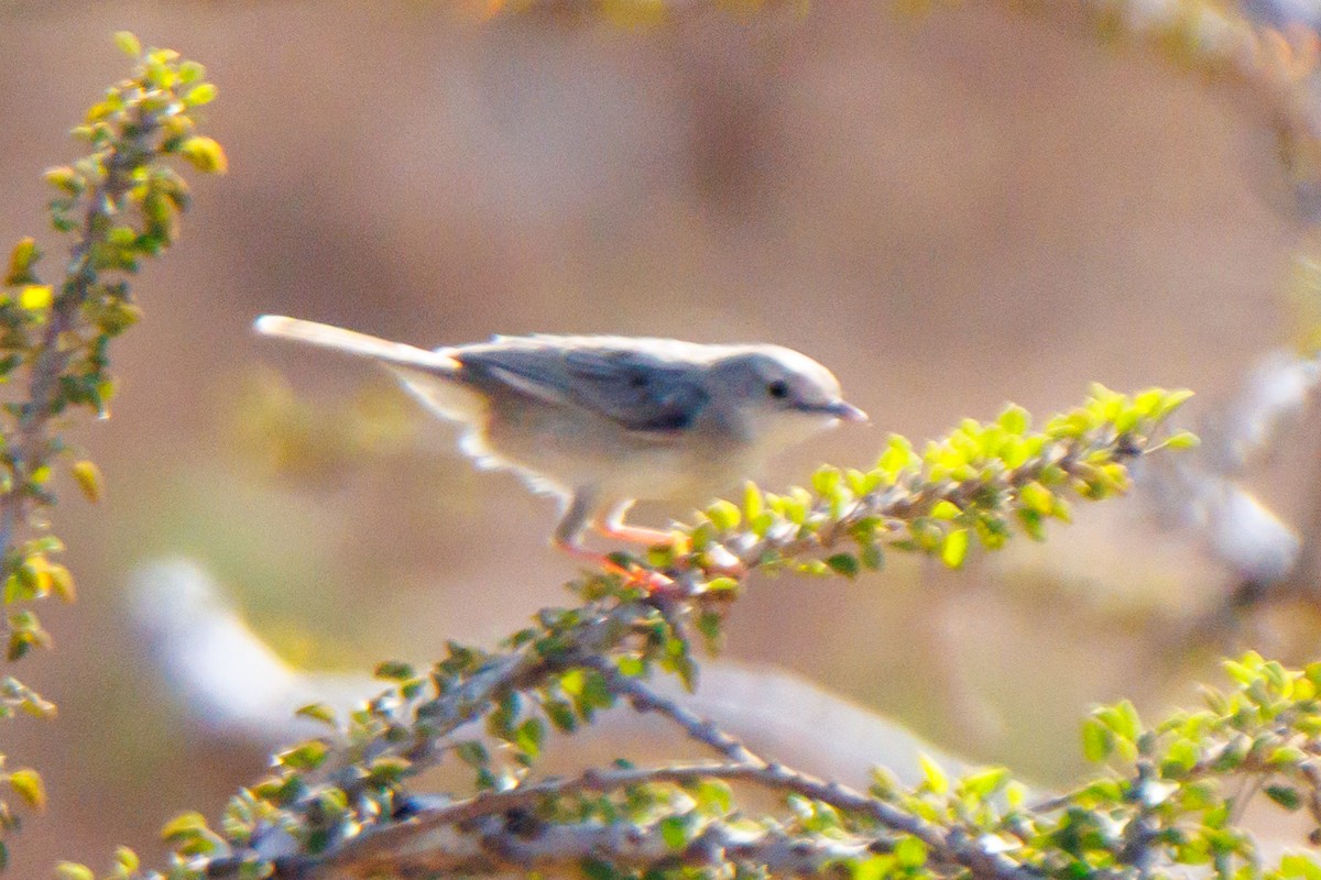 Cistícola de Socotra - ML653596256