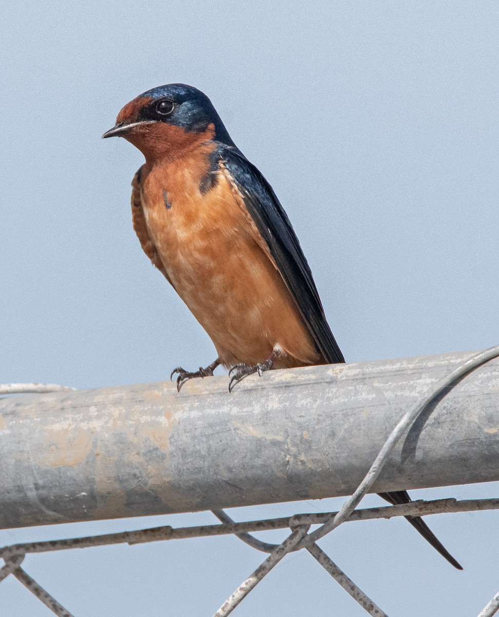 Barn Swallow - ML653598106