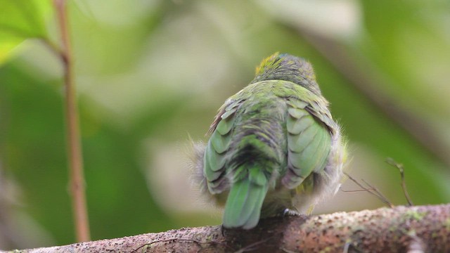 Barbudo Coronigualdo - ML653601340