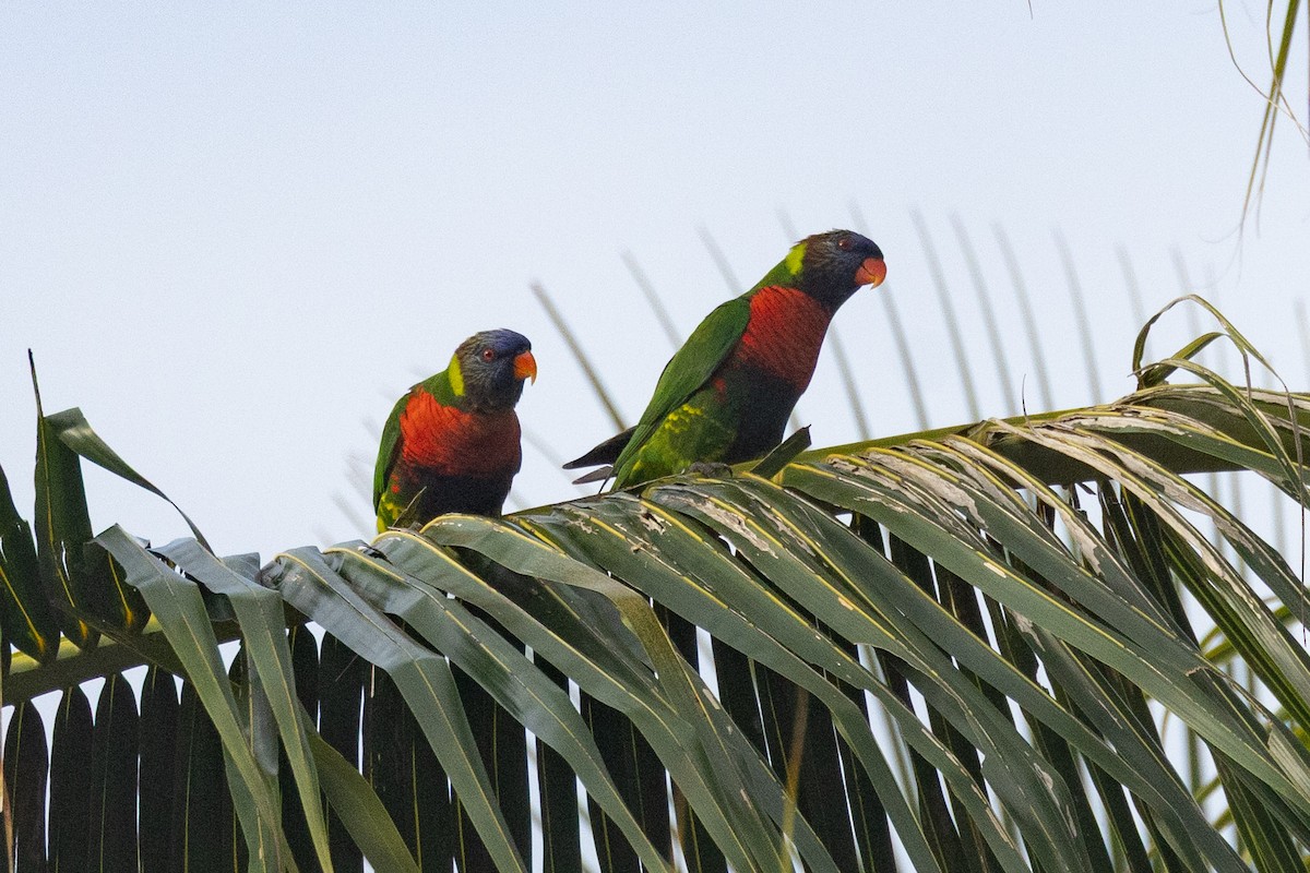 Coconut Lorikeet - ML653602065